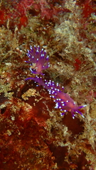 Coryphellina arveloi