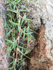 Paspalum vaginatum