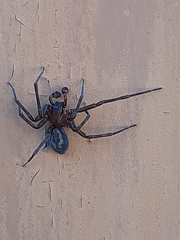 Amaurobius