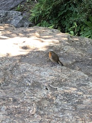 Erithacus rubecula