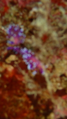 Coryphellina arveloi