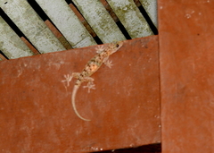 Gekko monarchus