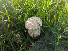 Saproamanita vittadinii