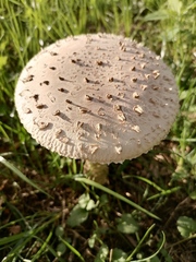 Saproamanita vittadinii