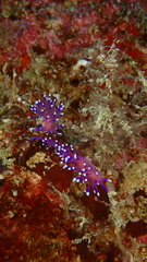 Coryphellina arveloi