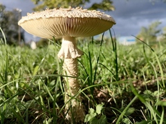 Saproamanita vittadinii