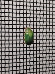 Calomela pallida
