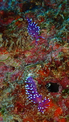 Coryphellina arveloi