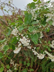 Fallopia baldschuanica
