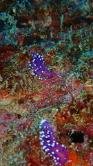 Coryphellina arveloi