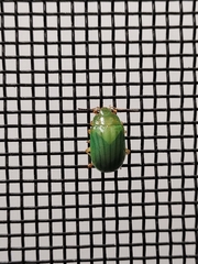 Calomela pallida