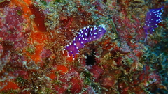 Coryphellina arveloi
