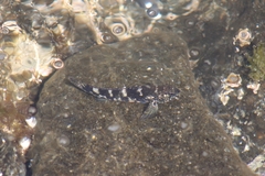 Mauligobius maderensis
