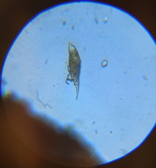 Dileptidae