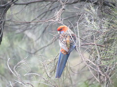 Platycercus elegans adelaidae