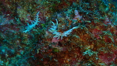 Flabellina llerae