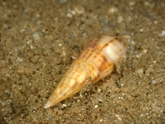 Terebridae