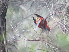 Platycercus elegans adelaidae