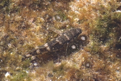 Mauligobius maderensis