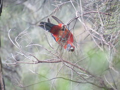 Platycercus elegans adelaidae