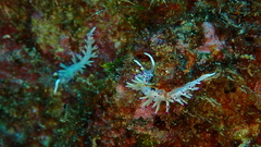 Flabellina llerae