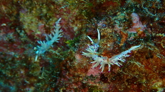 Flabellina llerae