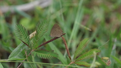 Arhopala