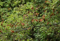 Paliurus spina-christi