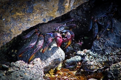 Grapsus adscensionis