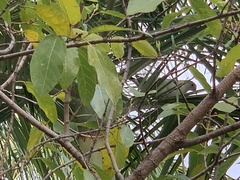 Ducula spilorrhoa