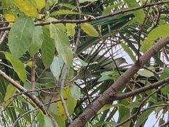 Ducula spilorrhoa
