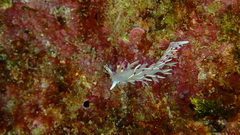 Flabellina llerae