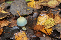Stropharia aeruginosa