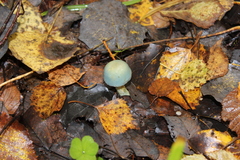Stropharia aeruginosa