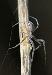 Tetragnatha nigrita