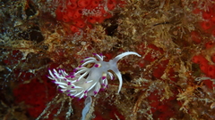 Flabellina llerae