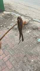 Fowlea flavipunctata