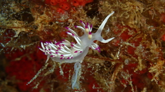 Flabellina llerae