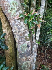 Mischocarpus australis