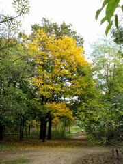 Acer platanoides