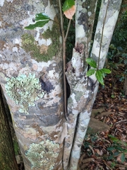 Mischocarpus australis