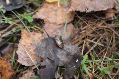 Pinthaeus sanguinipes