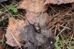 Pinthaeus sanguinipes