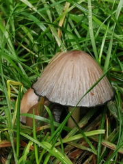 Coprinopsis atramentaria