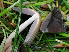 Coprinopsis atramentaria