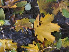 Acer platanoides