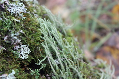 Cladonia subulata