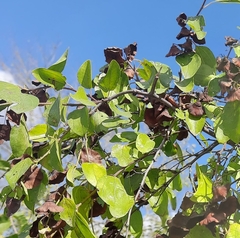 Paliurus spina-christi