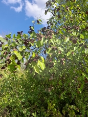 Paliurus spina-christi