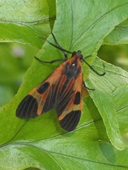 Dycladia